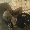 Antonio Arias - @antonio.arias18 - TikTok