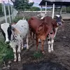 ANTONIO ARIAS - @antonioarias315 - TikTok