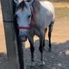 Antonio Diniz - @antonio.diniz599 - TikTok
