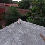 Antonio Diniz - Facebook