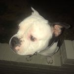 Antonio Evans - @tonedatdude - Instagram