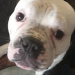 tonedatdude400 - @antonioevans648 - Instagram