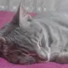 Lps Tatlı Kedi - @antonioguardiola7 - TikTok