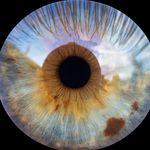 Antonio L'abate - @macro_pics20 - Instagram