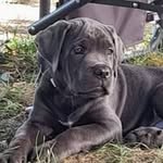 Antonio Lerose - @lerose655 - Instagram