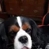 Antonio Lerose - @antonio.lerose60 - TikTok