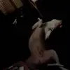 Poo252 - @leroyantoniogist - TikTok