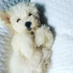antonio Maresca - @maresca636 - Instagram