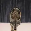 Antonio Mazzarelli - @antonio.mazzarell1 - TikTok