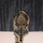 Antonio Mazzarelli - @antonio.mazzarelli.526 - Instagram