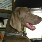 Antonio Montefusco - @paco_the_weimaraner - Instagram