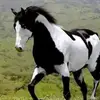 Antonio palacios - @antonio.rodrigues560 - TikTok