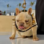 Antonio Prisco - @antonio.prisco.1650 - Instagram