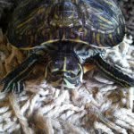 Flash Antonio Satchell - @flashthe_turtle - Instagram