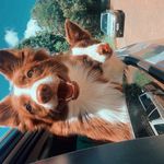 Antonio/ Sofia Meneguci - @antonio_sofia.bordercollies - Instagram