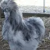 Antonio Solari - @antonio.solari93 - TikTok