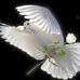 Antonio Gousno SoW - Facebook