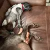 GSP dad - @antoniospanolios - TikTok