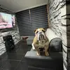 Spike_Antonio - @spike_antonio - TikTok