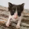 ANTONIO STAN - @antonio.stan2 - TikTok