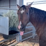 San Antonio Stock Show & Rodeo Educational Center - @sarodeo.education - Instagram