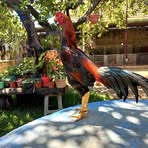 San Antonio Abad - Facebook