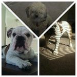 camila A T - @antoniothrower00144 - Instagram