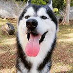 Grayson Antonio Tilley - @grayson_alusky - Instagram