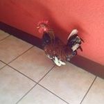 Antonio Tobar - @antonio_tobar - Instagram