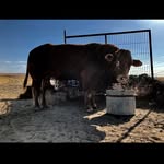 Antonio Toribio - @ganaderia_antoniotoribio - Instagram
