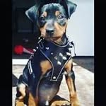 Antonio Jr Tornel - @antoniojr.tornel - Instagram