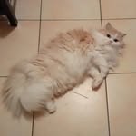 Antonio Tornese - @antonio.t2000 - Instagram