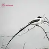 Antonio Trapp HN - @antonio.trapp.hn - TikTok