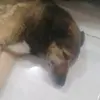 Antônio Traverso - @bistekaap - TikTok