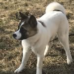 Antonio SotatteDup Walton - @snackz_the_akita - Instagram