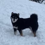 Antonio Zotti - @codariccia.shiba.shikoku - Instagram