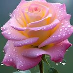 Antony Arul - @antonyarul345 - Instagram