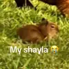 capybara - @antony.jordan8 - TikTok