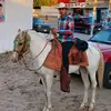 El Montes 🌱🤠 - @antony.montes4 - TikTok