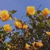 antwanclemens4387 - @antwanclemens4387 - TikTok