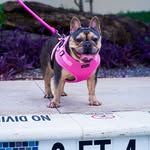 Antwan Sweet - @supremepawkennels - Instagram