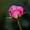 Anu Mathur - @anumathur4 - TikTok