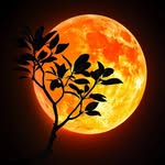 anu rajesh - @rajeshranuda - Instagram