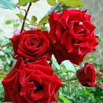 Anu-Rose - Facebook