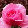 anurose235 - @anurose235 - TikTok