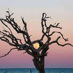 Anu Saji - Facebook