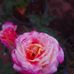 Anu Samuel - Facebook