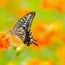 Anu Selvaraj - Facebook
