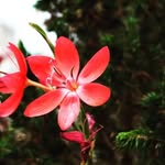 Anu Shibu - @anushibu178 - Instagram