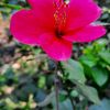 Angel ____Shivani - @shivani__anu - TikTok